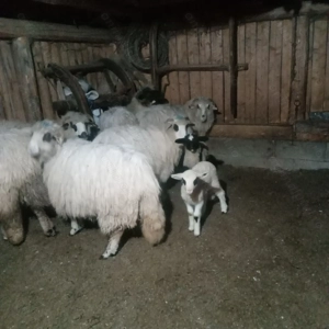 Oi cu miei, mioare - imagine 3