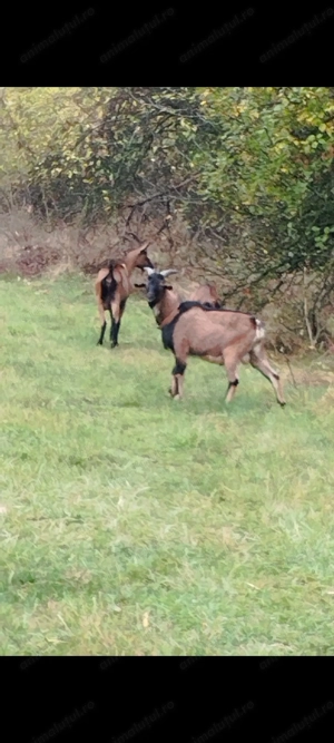 Țap de vânzare pentru reproducere  - imagine 2