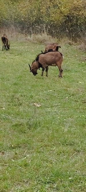 Țap de vânzare pentru reproducere  - imagine 3