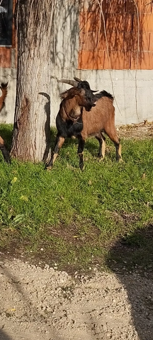 Țap de vânzare pentru reproducere 