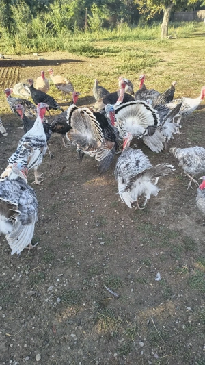 vand curci fam 3+1 - imagine 4