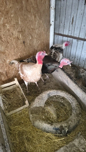 vand curci fam 3+1 - imagine 2