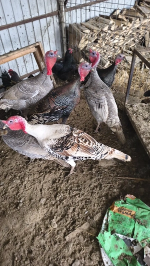 vand curci fam 3+1 - imagine 3