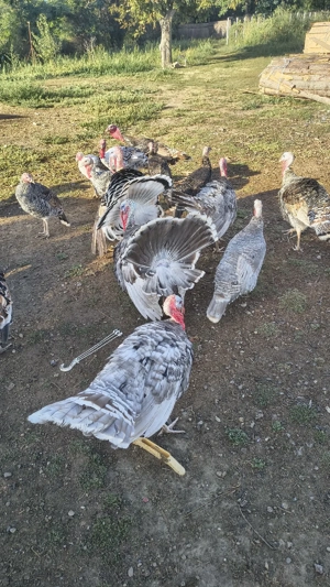 vand curci fam 3+1 - imagine 5