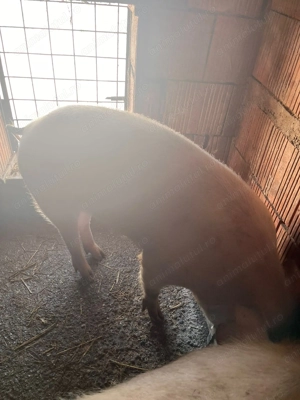 Vând porci.      . - imagine 2