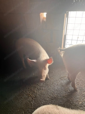 Vând porci.      . - imagine 4