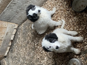 Căței ciobănesc de Bucovina  - imagine 3