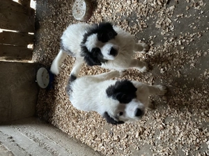 Căței ciobănesc de Bucovina  - imagine 2