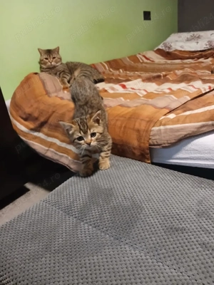 British Shorthair  - imagine 2