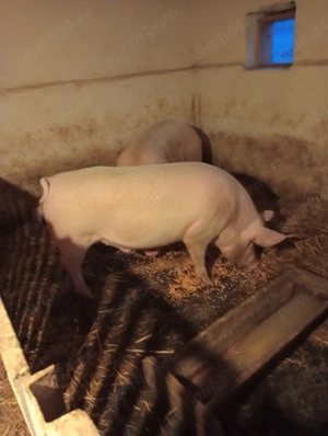 porcii crescuți cu porumb 