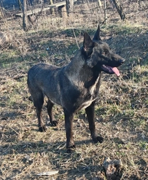 Vand Femelă Malinois  - imagine 2