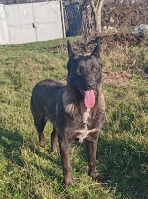 Vand Femelă Malinois 