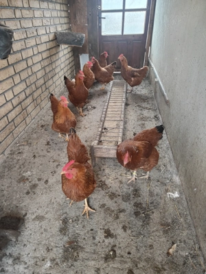 Găini New hampshire  - imagine 4