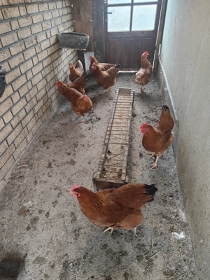 Găini New hampshire 