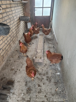 Găini New hampshire  - imagine 2