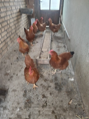 Găini New hampshire  - imagine 3