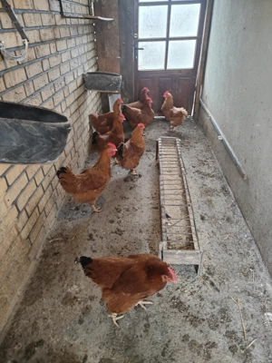 Găini New hampshire  - imagine 5