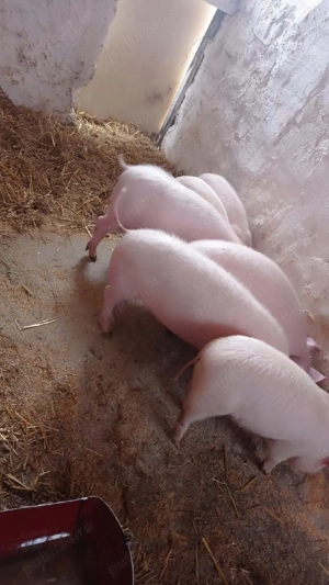 soldani rasa marele alb  - imagine 3