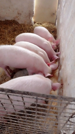 soldani rasa marele alb  - imagine 2