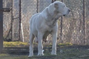 Femela Ciobanesc Asia Centrala - imagine 2