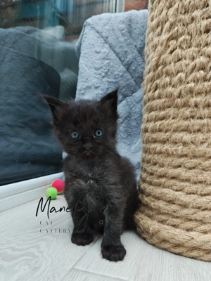 Pui Maine Coon Blue  Linie Gigant, Campioni, Pedigree FIFe   WCF - imagine 3