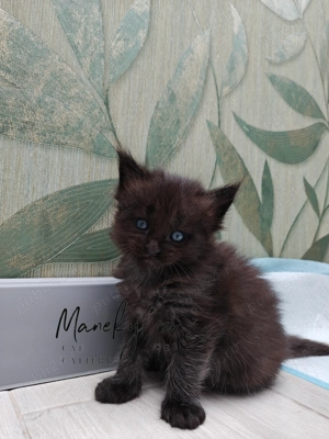 Pui Maine Coon Blue  Linie Gigant, Campioni, Pedigree FIFe   WCF