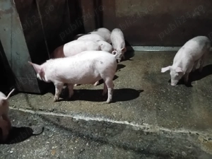Mascuri 25-30 kg și purcei 9 săptămâni  - imagine 2