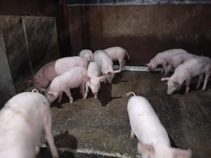 Mascuri 25-30 kg și purcei 9 săptămâni 