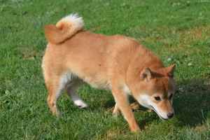 Femela Shiba-Inu - imagine 2