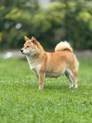 Femela Shiba-Inu - imagine 3