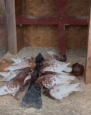 Sudbatschkaer Tummler  - imagine 2