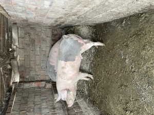 Porci crescuți în gospodărie  - imagine 3