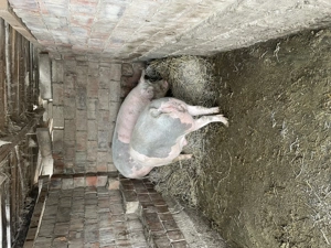 Porci crescuți în gospodărie  - imagine 4