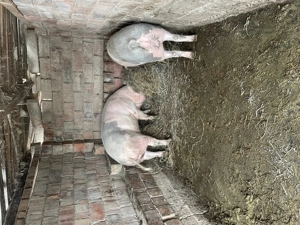 Porci crescuți în gospodărie  - imagine 5