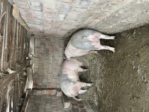 Porci crescuți în gospodărie  - imagine 2