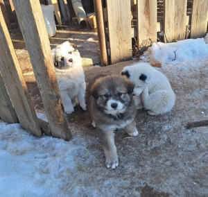 Catelusa de 7 saptamani - imagine 2