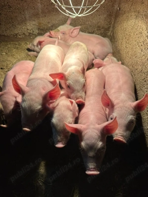 Purcei de carne!  - imagine 2