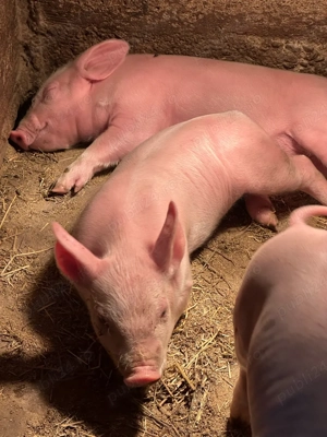 Purcei de carne!  - imagine 3