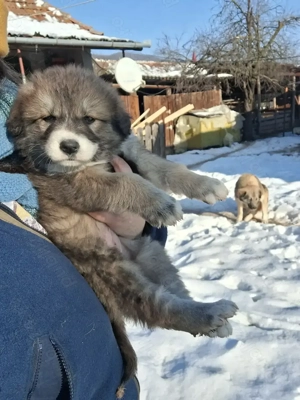 Catelusa de 7 saptamani - imagine 3