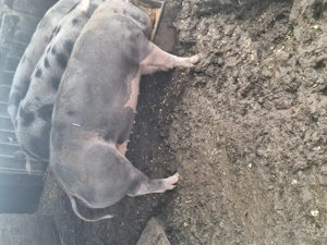 Porci de peste sută ..120kg - imagine 2