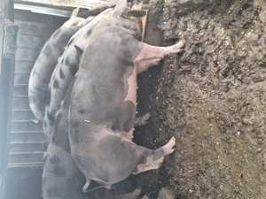 Porci de peste sută ..120kg - imagine 4