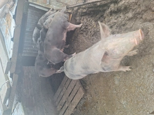 Porci de peste sută ..120kg - imagine 3