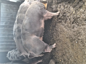 Porci de peste sută ..120kg - imagine 5