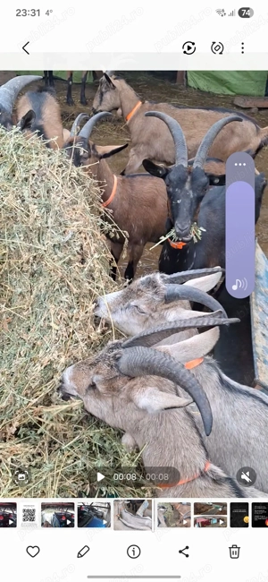 Alpine franceze gestante - imagine 5