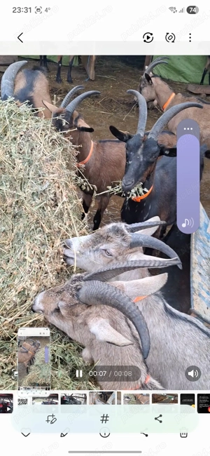 Alpine franceze gestante - imagine 2