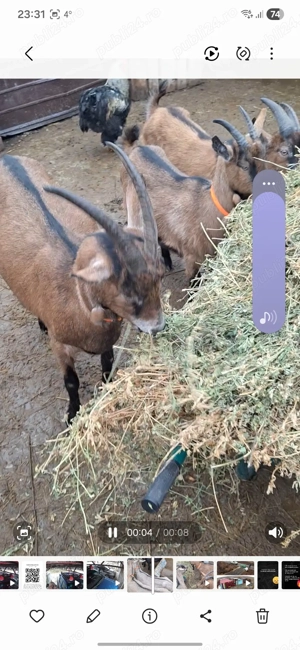 Alpine franceze gestante - imagine 4