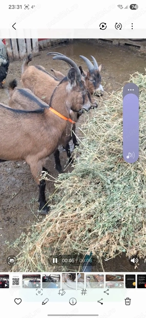 Alpine franceze gestante - imagine 3