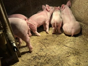 Purcei de carne!  - imagine 4