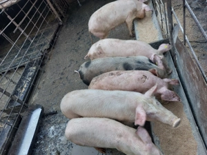 Vând soldani rasă de carne 