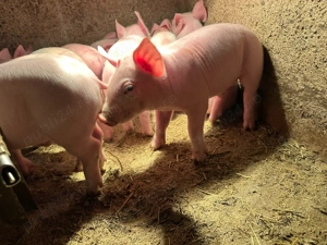 Purcei rase de carne pentru vânzare - imagine 3